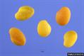 yellow sweet clover